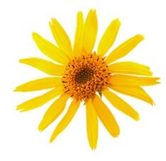 arnica in Levicose for varicose veins