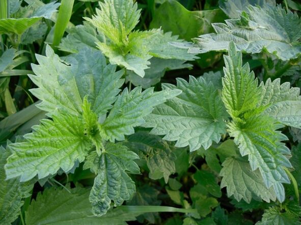 Nettle for making medicinal decoction of varicose veins